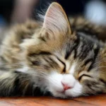 Dream About Adopting a Cat