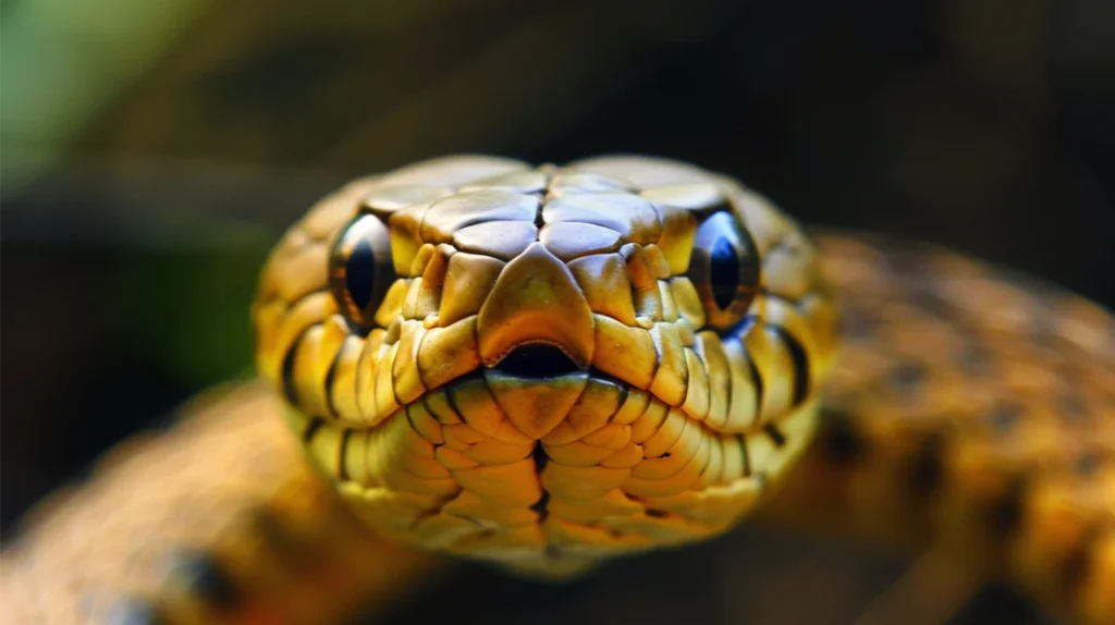 What Does It Mean If You're Having Dreams About Snakes?